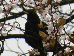 Turdus merula