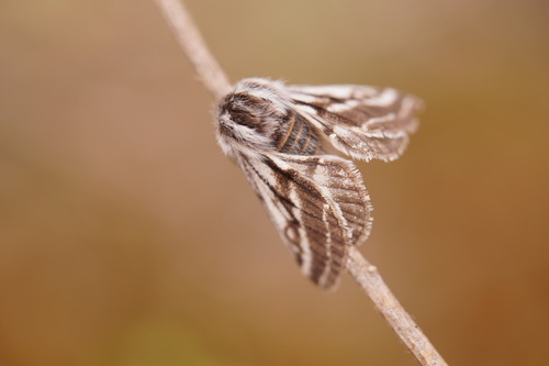Belted Beauty Moth