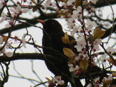 Turdus merula