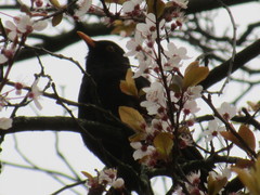Turdus merula