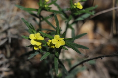Lithospermum mirabile