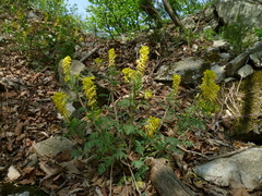 Corydalis speciosa