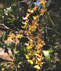 Oncidium sphacelatum