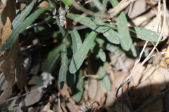 Lithospermum mirabile