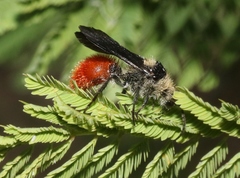 Dasymutilla sicheliana