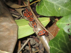Pyrrhocoris apterus