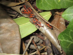 Pyrrhocoris apterus