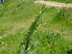 Mantisalca salmantica