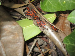 Pyrrhocoris apterus