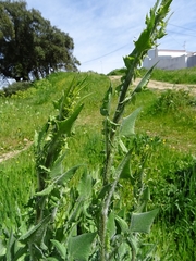 Mantisalca salmantica