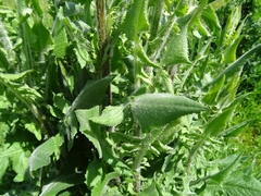 Mantisalca salmantica