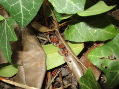 Pyrrhocoris apterus