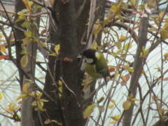 Parus major