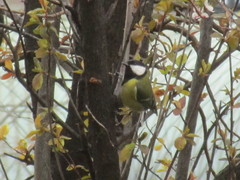Parus major