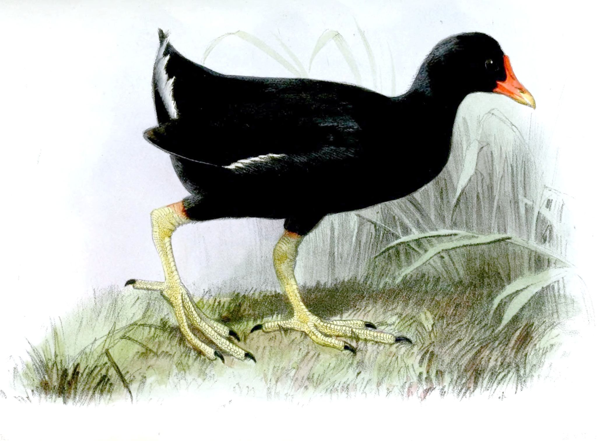 Tristan Moorhen illustration