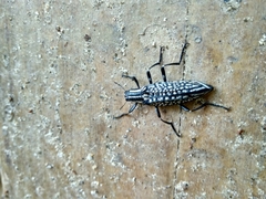 Homocyrtus bonni
