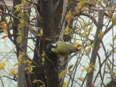 Parus major
