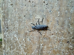 Homocyrtus bonni