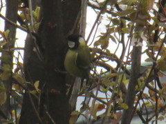 Parus major
