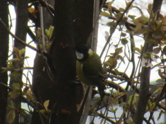 Parus major