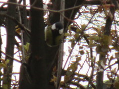 Parus major