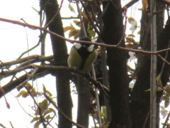 Parus major