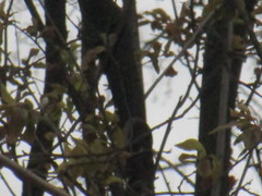 Parus major