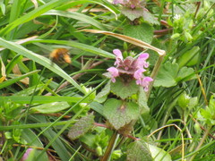 Anthophora