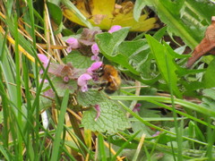 Anthophora