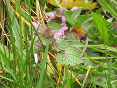 Anthophora