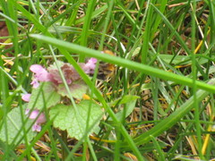 Anthophora