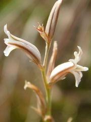 Haworthia mirabilis