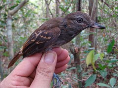 Bright-Rumped Attila photo 4