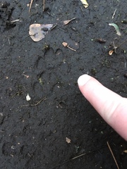 Vulpes vulpes fulvus