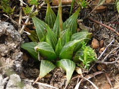 Haworthia mirabilis