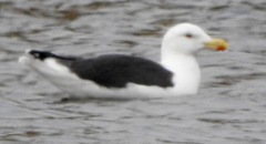 Larus marinus