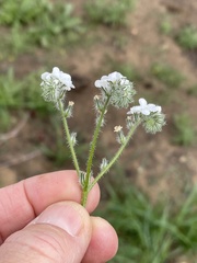 Cryptantha intermedia intermedia