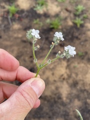 Cryptantha intermedia intermedia