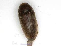 Xyletininae