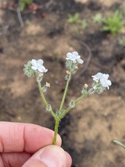 Cryptantha intermedia intermedia