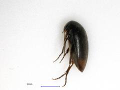 Eucinetus haemorrhoidalis