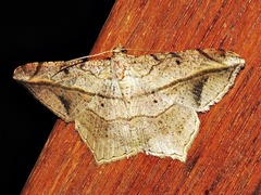Chiasmia simplicilinea