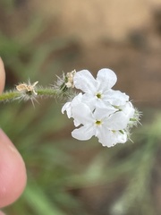 Cryptantha intermedia intermedia