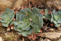 Rosularia