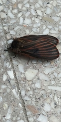 Heliconisa pagenstecheri