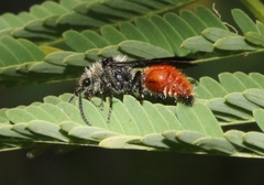 Dasymutilla sicheliana