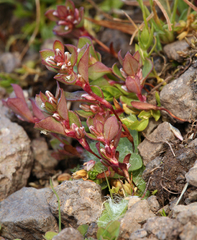 Polygonum minimum