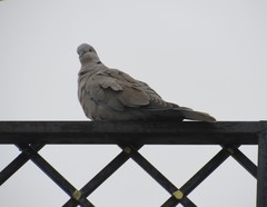 Streptopelia decaocto