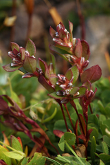 Polygonum minimum