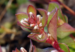 Polygonum minimum
